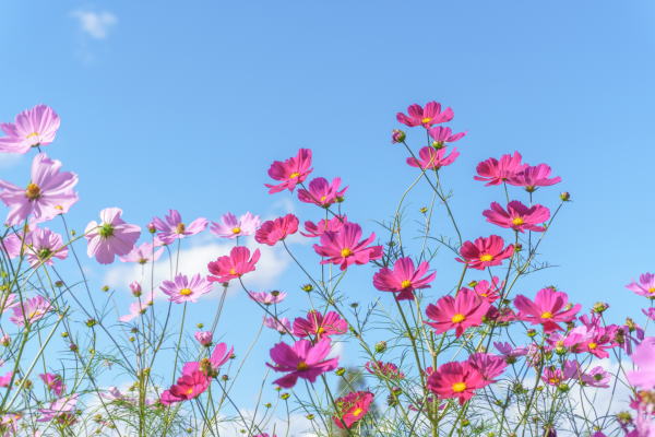 空とコスモス